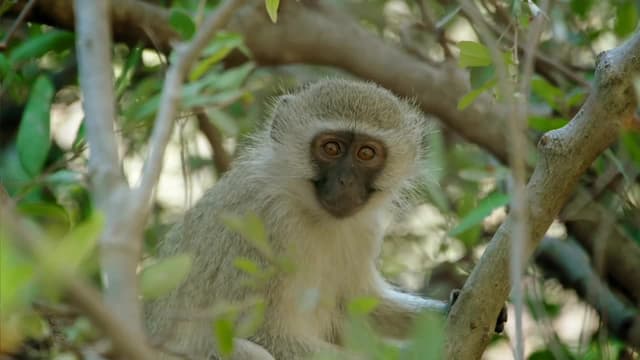 S01:E04 - El Bosque Mariposa: Sabanas De Sudáfrica