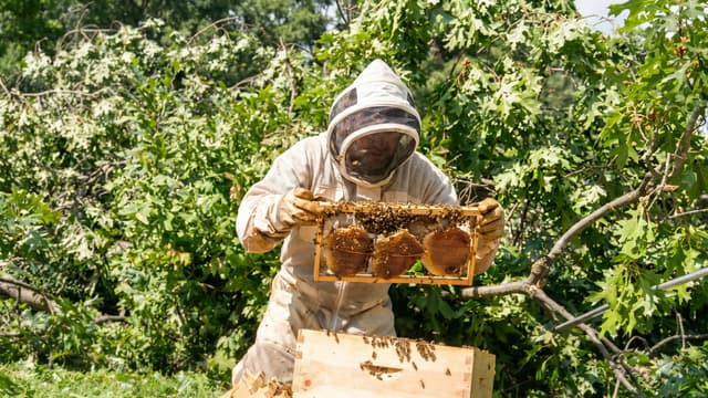 S01:E06 - We Rescued the Hive After a Massive Storm