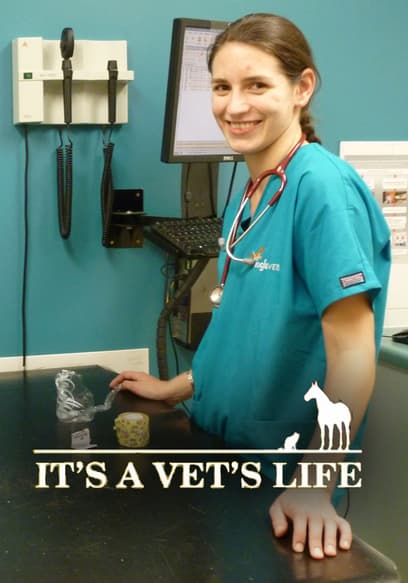 It's a Vet's Life