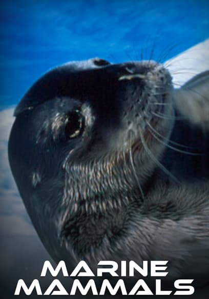 Marine Mammals