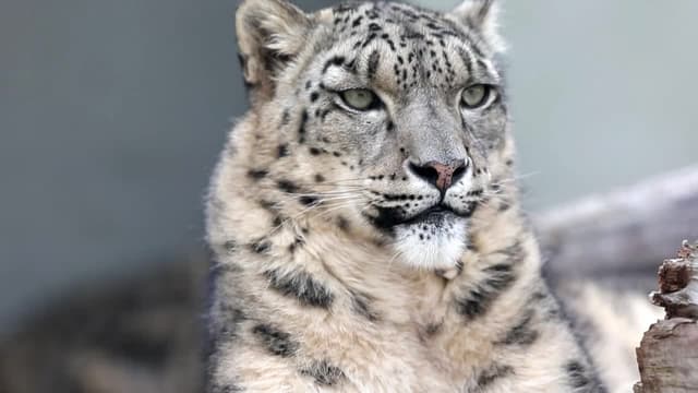 S01:E03 - An Unfortunate Death That Leads to New Snow Leopard Breeding Project!