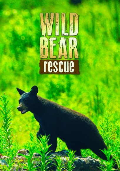 Wild Bear Rescue