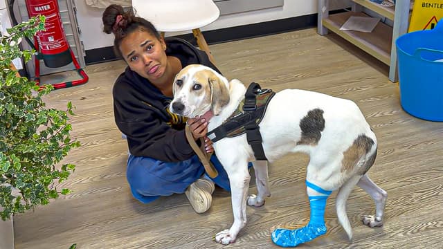 The Golden Kobe Family: Rescue Dogs