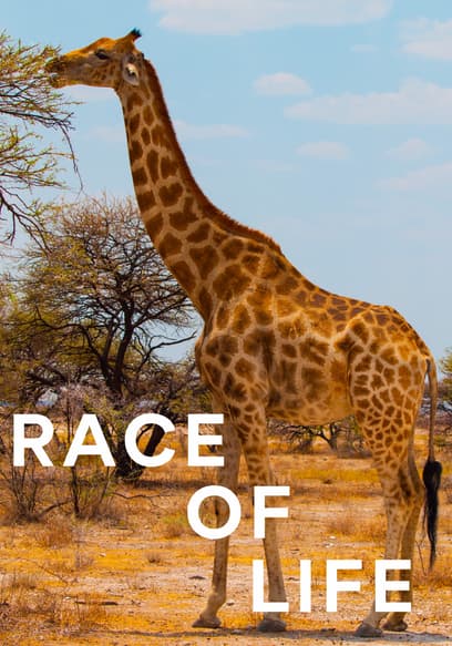 Race of Life (Spanish)