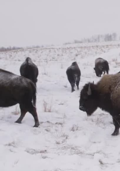 S01:E02 - The Mighty Bison poster