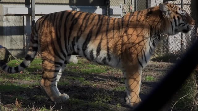 S05:E03 - New Cats on the Block