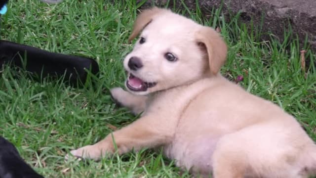 S09:E03 - Cesar Conquers London