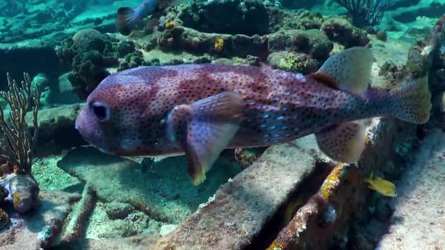 S05:E11 - Petting Porcupinefish