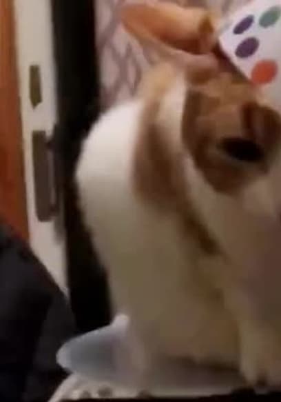 S01:E11 - Top 10 Times an Animal Made the Perfect Dance Partner poster