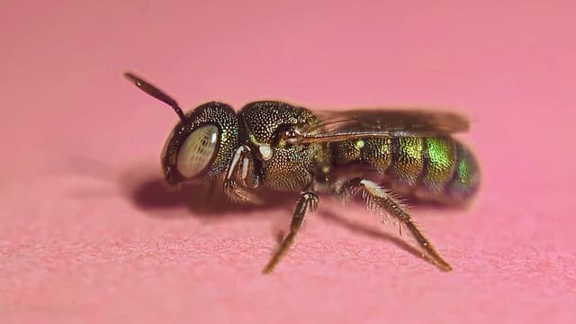 S01:E17 - Strangest Insects Explained: The Weird Bee and Perfect Camouflage Compilation