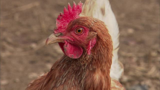 S15:E03 - Eggs