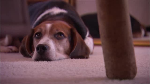 S04:E10 - Beagle Mania