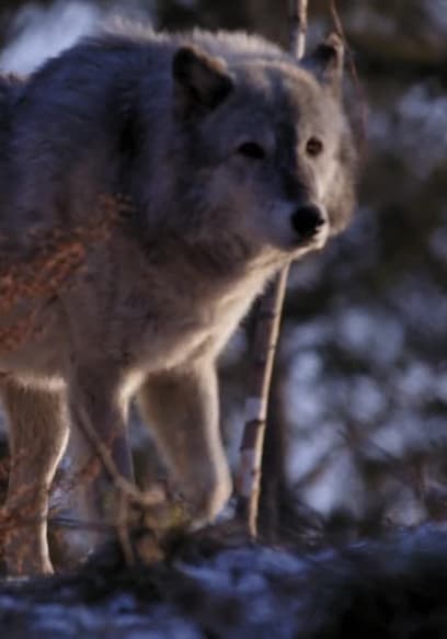S01:E08 - Trouble for Onyx the Wolf poster