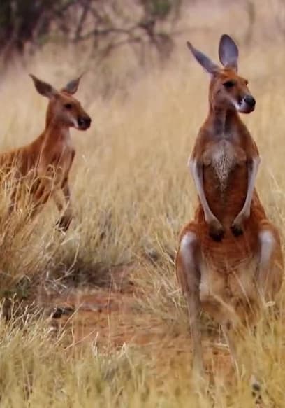 S01:E06 - Flinders Ranges poster