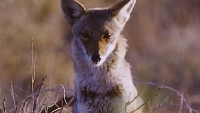 S01:E05 - Screamers: Noisiest Animals on Earth