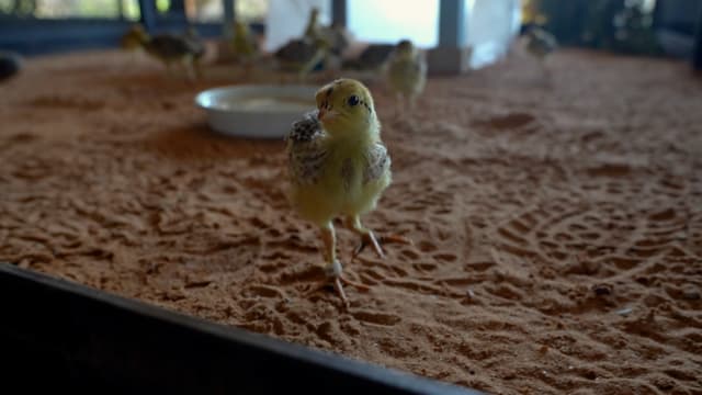 S01:E20 - Protecting the Prairie Chicken