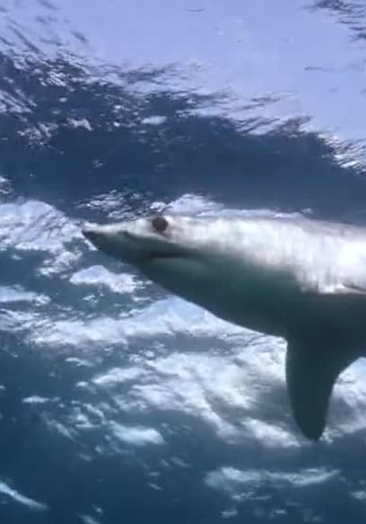 S01:E04 - Sharks poster