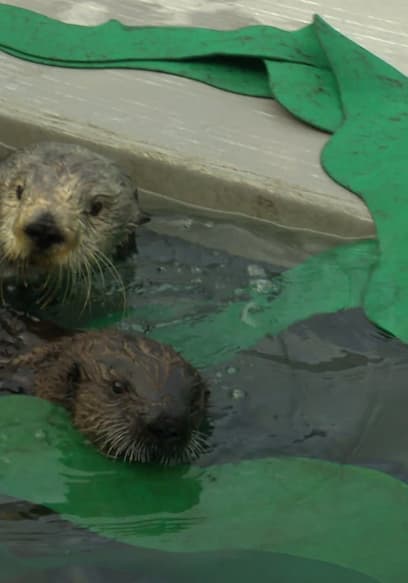 S01:E14 - Secret Life of Sea Otters poster