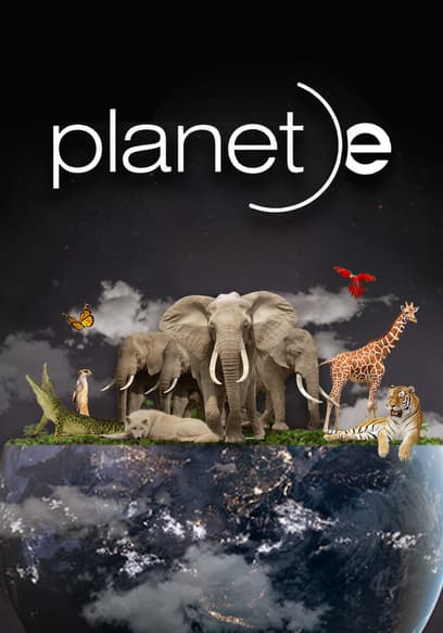 S01:E20 - The Value of Species Diversity (Pt. 2): Peru