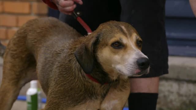 S12:E06 - A Puppy's Journey Home