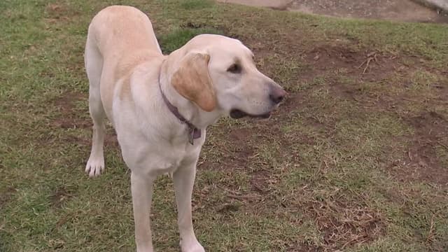 S09:E12 - Cesar's Worst Bite