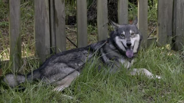 S15:E05 - Escaping Death