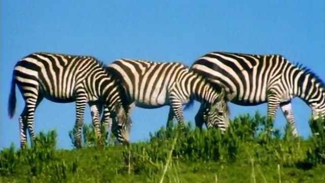 S01:E17 - Zebra