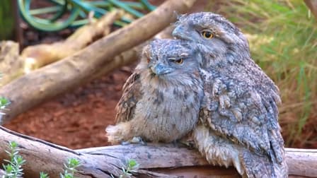 S01:E03 - Birds With Superpowers: The Smartest, Rarest, and Most Unusual Birds Compilation