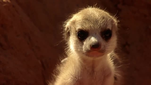 S01:E11 - An Awfully Big Adventure