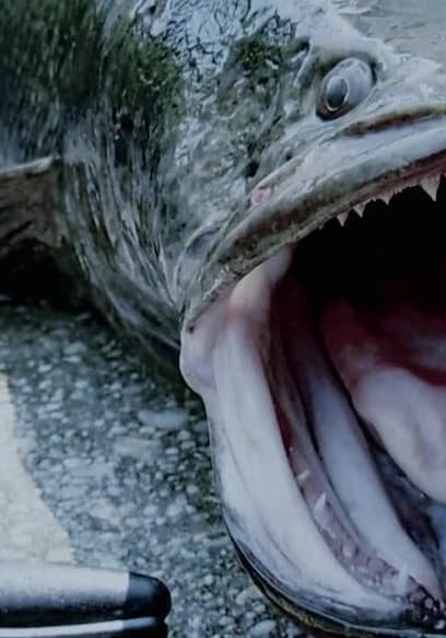 S02:E02 - Killer Snakehead poster