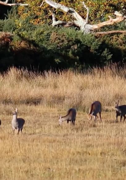 S01:E08 - Deer poster