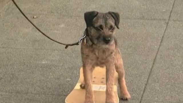 S06:E01 - Border Terrier