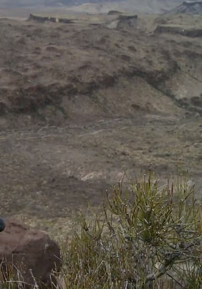 S01:E08 - Canyon Bottoms and Cookouts: Texas Javelina poster