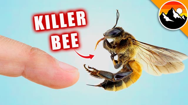 S01:E09 - Stung by a Killer Bee!