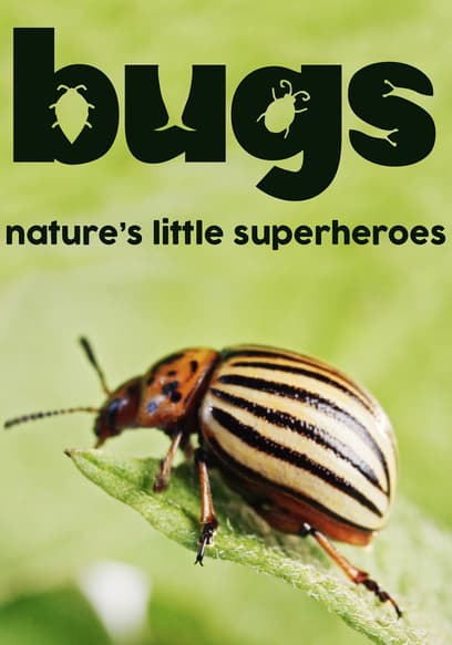 Bugs: Nature's Little Superheroes