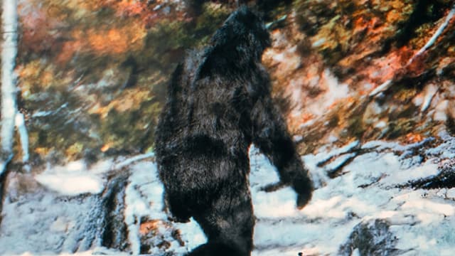 S01:E12 - Bigfoot Proof: 3 Ironclad Reasons the Patterson-Gimlin Film Is Real