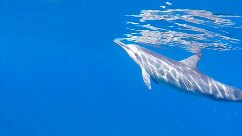 Watch The Dance of the Free Dolphins: A Journey Into t - Free