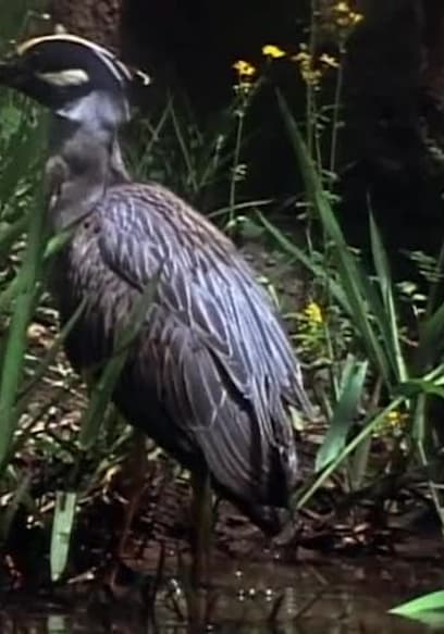 S07:E706 - Swamp Critters poster