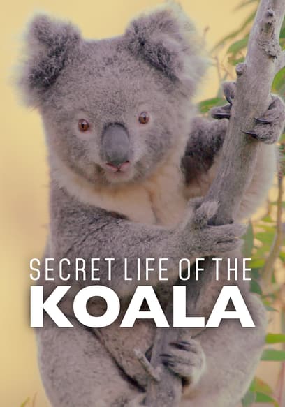 Secret Life of the Koala