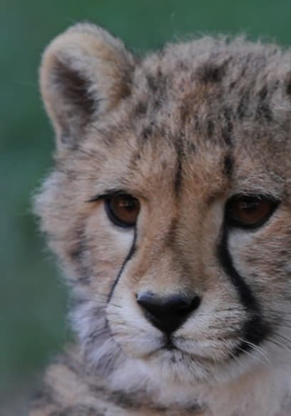 S01:E06 - Cango Wildlife Ranch poster