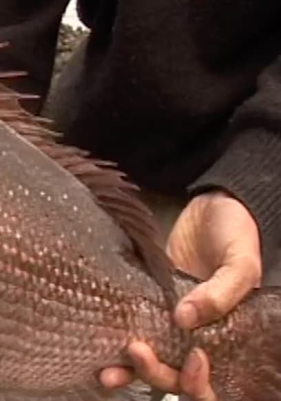 S01:E04 - Helifish Great Barrier Island poster