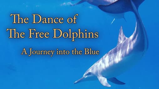 Watch The Dance of the Free Dolphins: A Journey Into t - Free