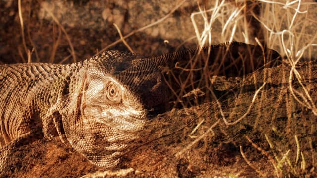 S02:E03 - Big Biting Lizards