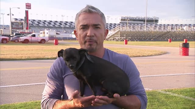 S09:E11 - Hollywood Hounds