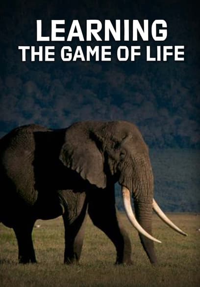 Learning the Game of Life