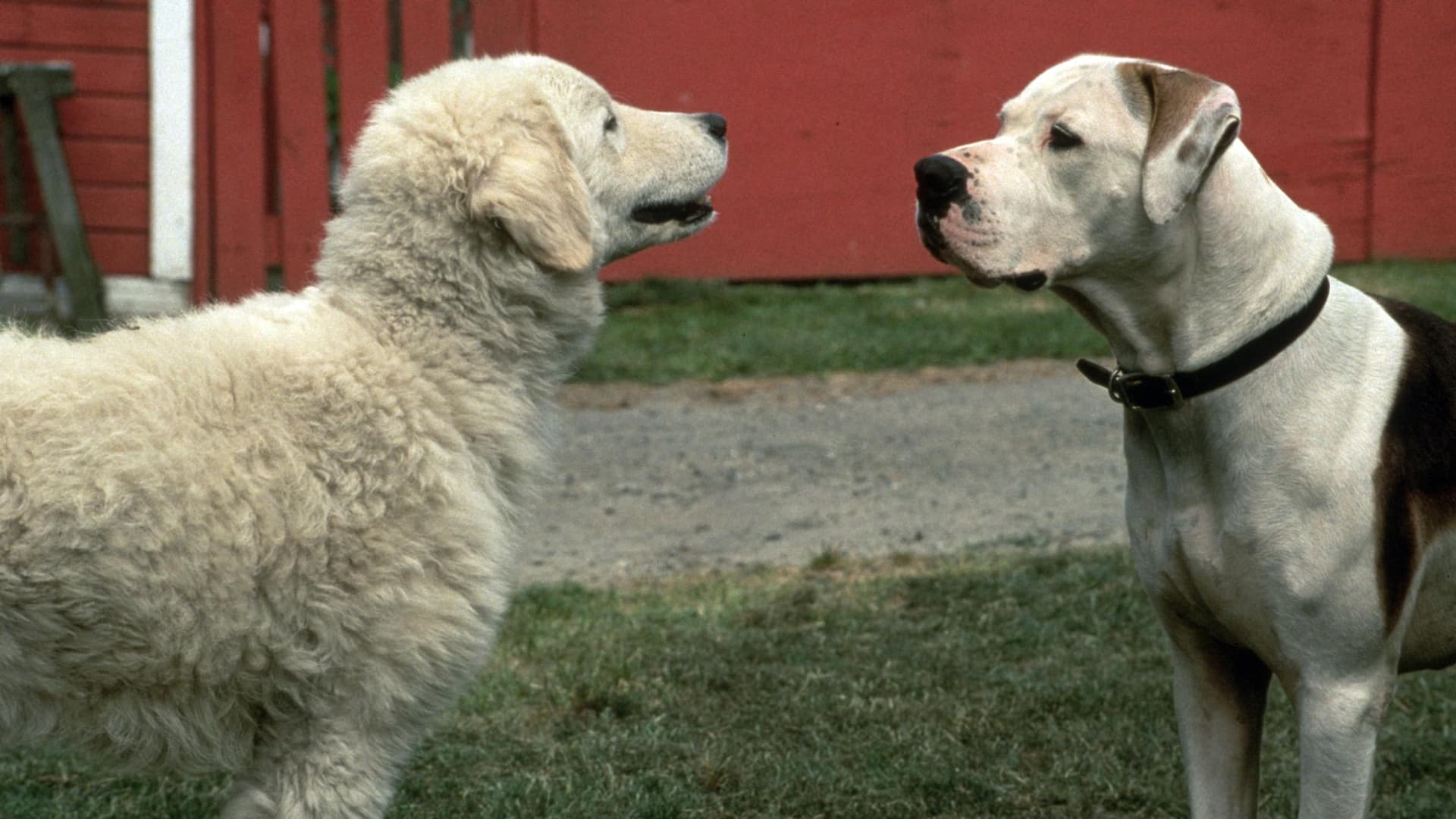 Watch Homeward Bound II: Lost in San Francisco (1996) - Free Movies | Tubi