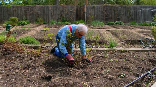 S01:E01 - Healing Plants