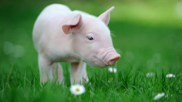 S01:E09 - More Urban Babies