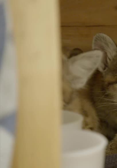 S04:E06 - Cougar Cub Rescue poster