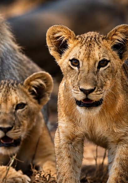 S01:E06 - Playing With Wild Lion Cubs poster